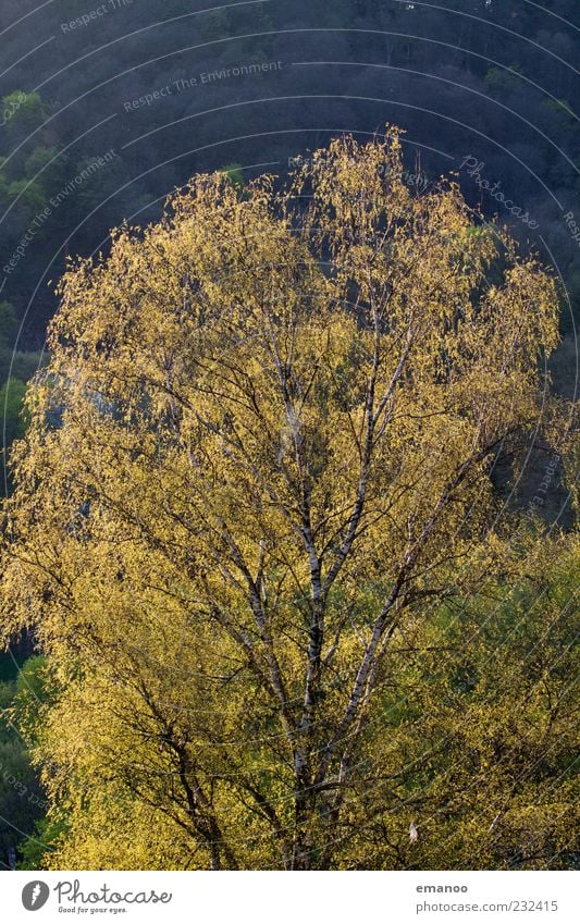 spring birch Summer Nature Plant Spring Climate Tree Leaf Forest Growth Natural Yellow Green Birch tree Spring colours Twigs and branches Treetop Bright