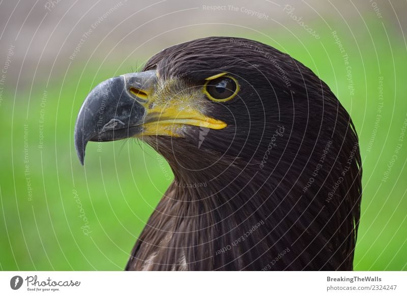 Close up side portrait of eagle Nature Animal Bird Zoo Eagle Head Eyes Beak predator 1 Brown Green Aggression Beautiful Gorgeous Dangerous Watchfulness Alert