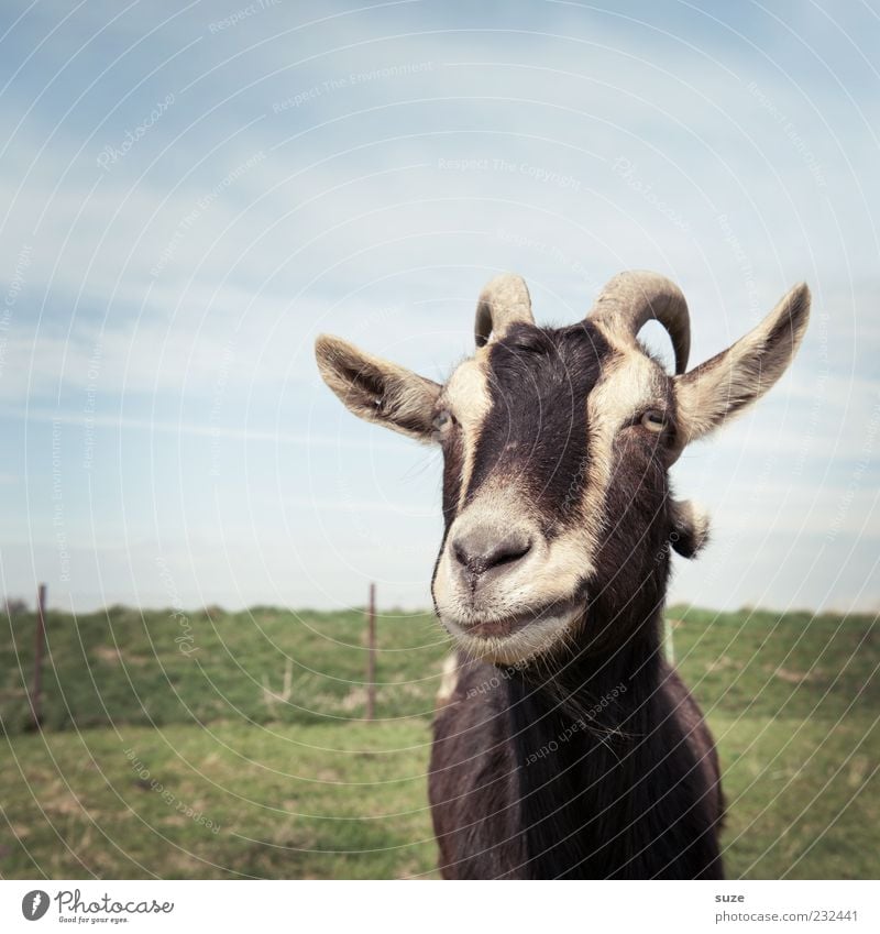 grumble Sky Grass Meadow Animal Farm animal Animal face Goats He-goat 1 Authentic Goatskin Antlers Pasture Grumble Colour photo Multicoloured Exterior shot