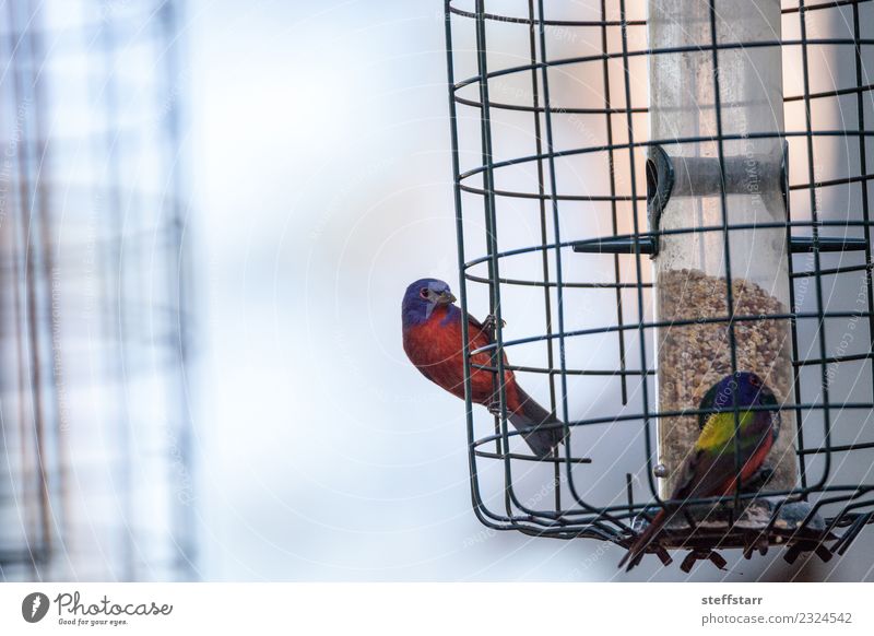 Bright Male Painted bunting bird Passerina ciris Animal Wild animal Bird 2 Blue Yellow Red Corkscrew Swamp Corkscrew Swamp Sanctuary Naples Florida wildlife