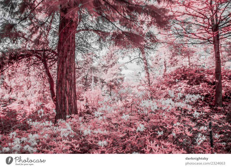 Scenic view of a conifer rhododendron forest in infrared colors. Environment Nature Landscape Plant Sky Tree Flower Bushes Leaf Foliage plant Wild plant Exotic