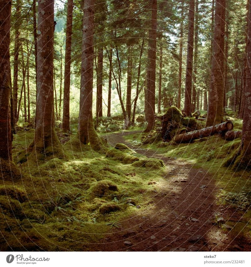 Little Red Riding Hood's working journey Forest Lanes & trails Beautiful Green Idyll Scotland Moss Coniferous forest Colour photo Exterior shot Deserted