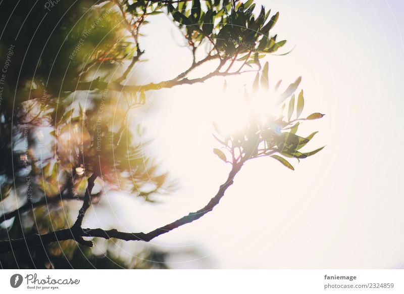 soleil provençal Environment Nature Beautiful weather Hot Sun Provence Twig Mediterranean Back-light Shallow depth of field Green Warmth Tree CALANQUES