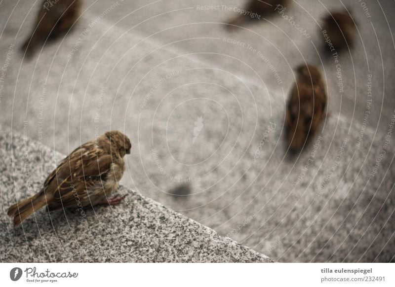 BirdPerspective Animal Wild animal 1 Stone Observe Wait Sparrow Bird's-eye view Stone steps Small Blur Sit Free-living Deserted Full-length Rear view Stairs