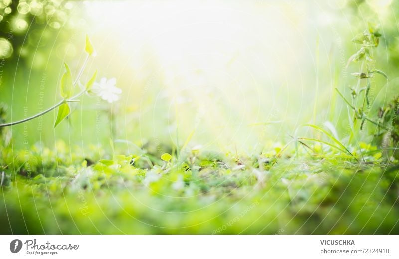 Sunny Summer Nature Background Lifestyle Design Garden Environment Plant Spring Beautiful weather Flower Grass Leaf Park Background picture Green Sunbeam Blur