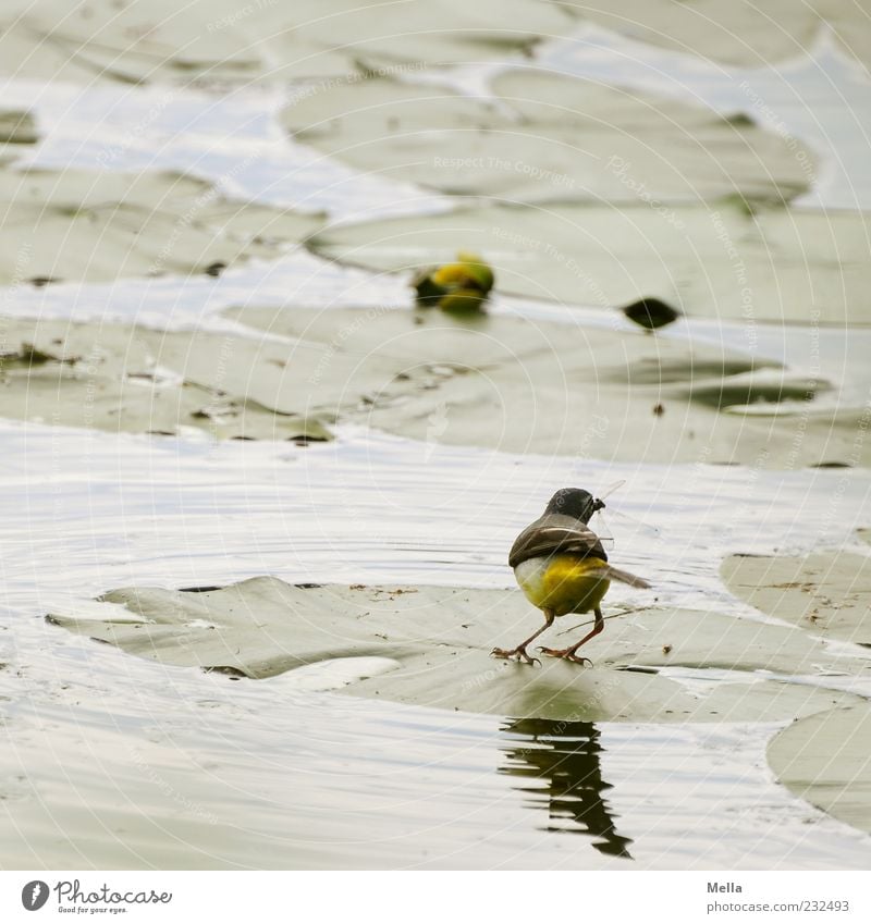 Grab it! Environment Nature Plant Animal Water Leaf Water lily Water lily leaf Pond Lake Bird Blue-headed wagtail 1 Catch To feed Small Natural Cute Green