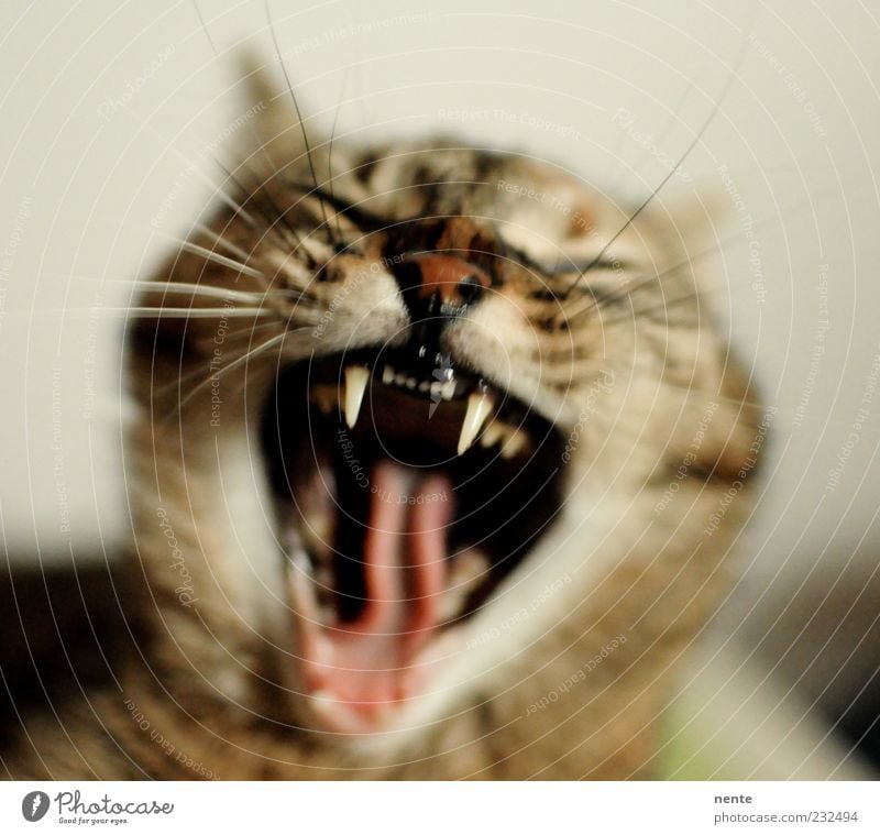 Tiger Lilly Pet Cat Animal face 1 Scream Aggression Cute Point Anger Brown Indifferent Grouchy Yawn Wake up Colour photo Interior shot Morning