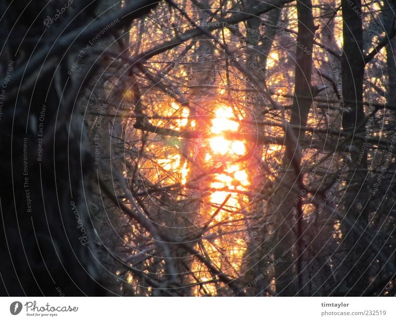 Sun in the forest Nature Sunlight Beautiful weather Tree Forest Wild Colour photo Exterior shot Deserted Back-light Branch Twig