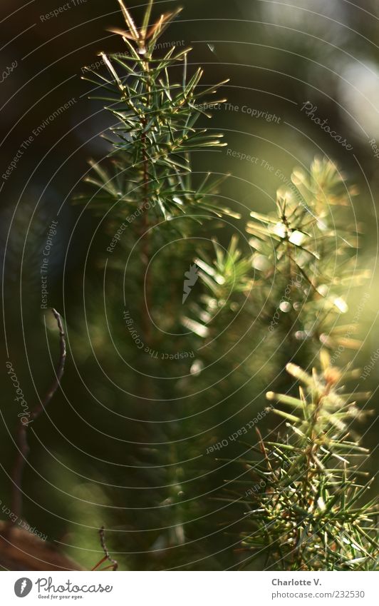 Conifer detail Plant Sunlight Tree Coniferous trees Fir needle Twigs and branches Glittering Illuminate Growth Thorny Green Life Idyll Moody Refraction