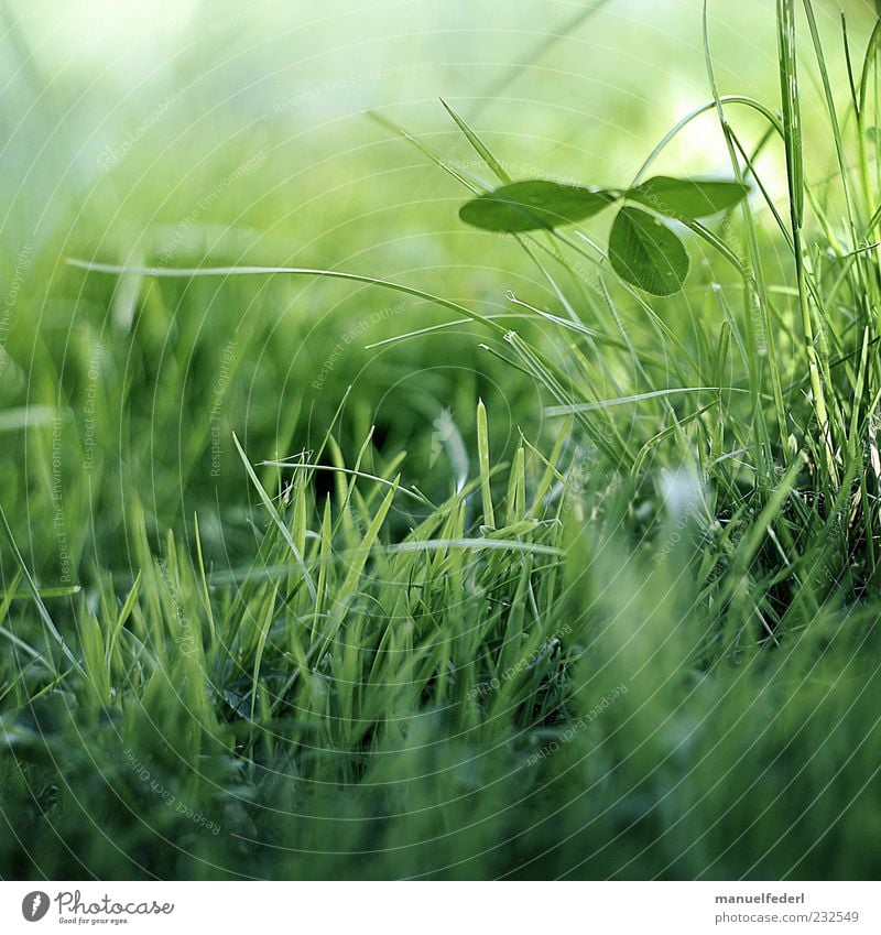 clover Happy Life Harmonious Well-being Contentment Relaxation Environment Nature Plant Earth Spring Summer Grass Leaf Foliage plant Wild plant Clover