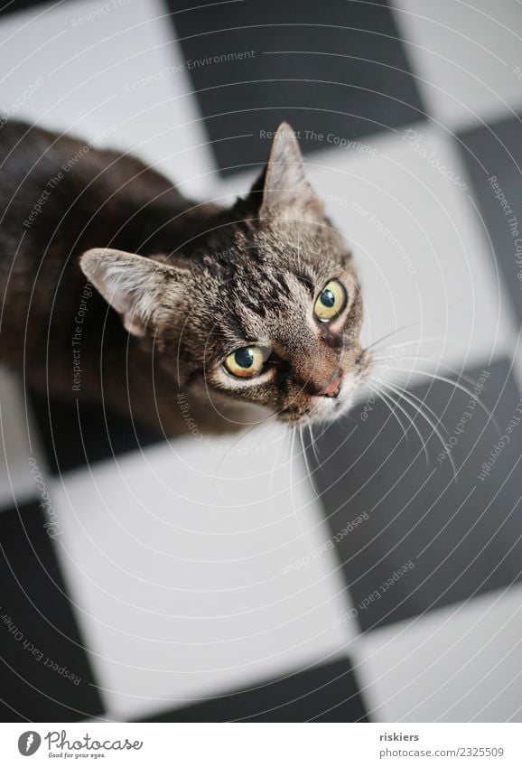 hello kitty Animal Pet Cat 1 Observe Looking Wait Beautiful Curiosity Cute Kitchen Tile Colour photo Interior shot Light Shallow depth of field Bird's-eye view