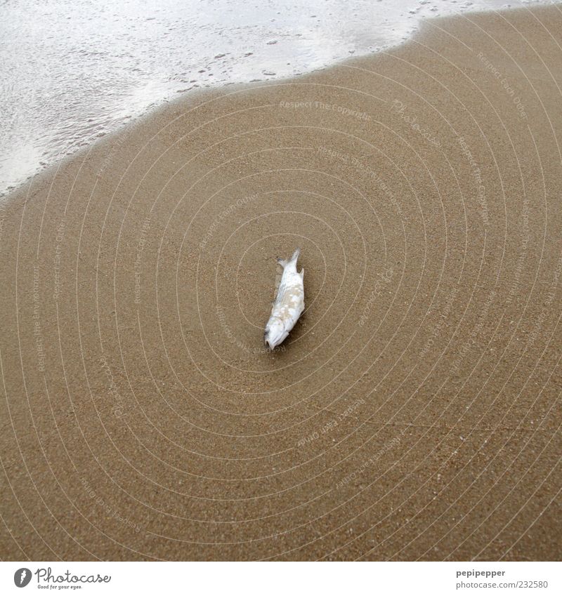 When's the tide coming? Fish Ocean Sand Water Summer Waves Animal Farm animal Animal face 1 Wet Brown Yellow Death Exterior shot Close-up Detail Deserted