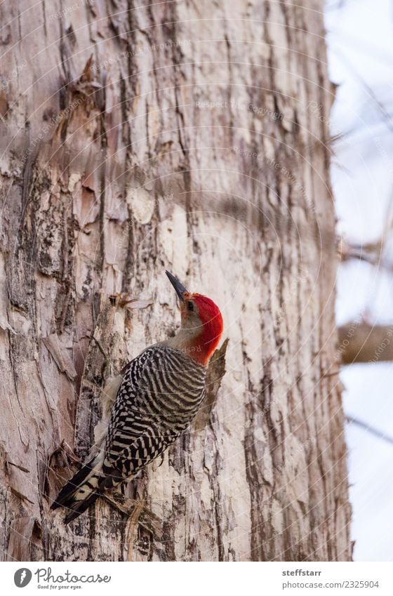 Red-bellied woodpecker Melanerpes carolinus Nature Tree Forest Red-haired Animal Wild animal Bird 1 Wood Brown Woodpecker avian Wild bird Naples Florida