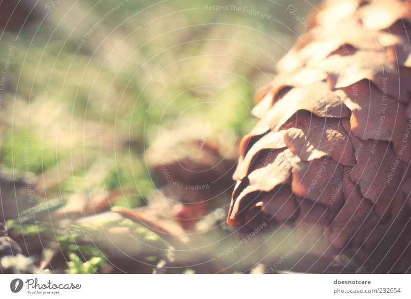 Cones on forest floor Nature Near forest soils Close-up Colour photo Exterior shot Detail Deserted Copy Space top Shallow depth of field Lie Copy Space left