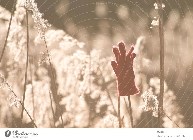 Hands up Environment Plant Sunlight Grass blossom Gloves Transience Lose Forget Doomed Discovery Colour photo Exterior shot Deserted Day Evening Back-light 1