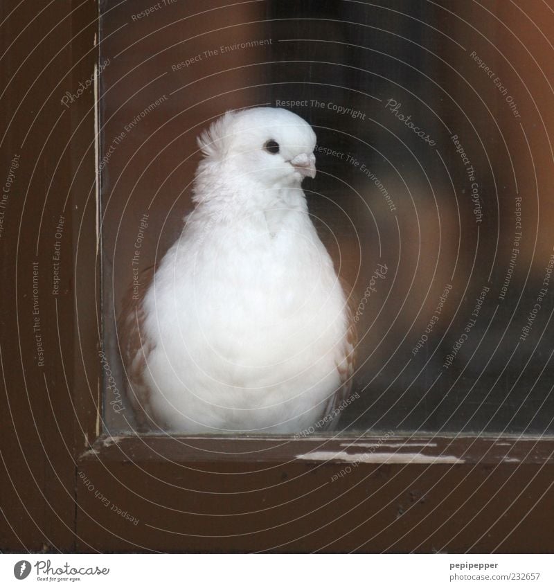 wait for one's sweetheart Window Animal Farm animal Bird Pigeon 1 Wood Glass Observe Beautiful Brown White Contentment Patient Colour photo Close-up Deserted