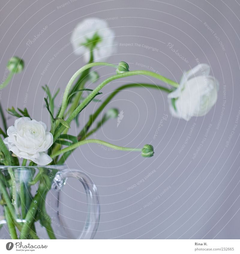 White Ranunculus Spring Flower Blossom Buttercup Decoration Blossoming Fresh Bright Positive Green Spring fever Vase glass vase Bouquet Interior shot Deserted