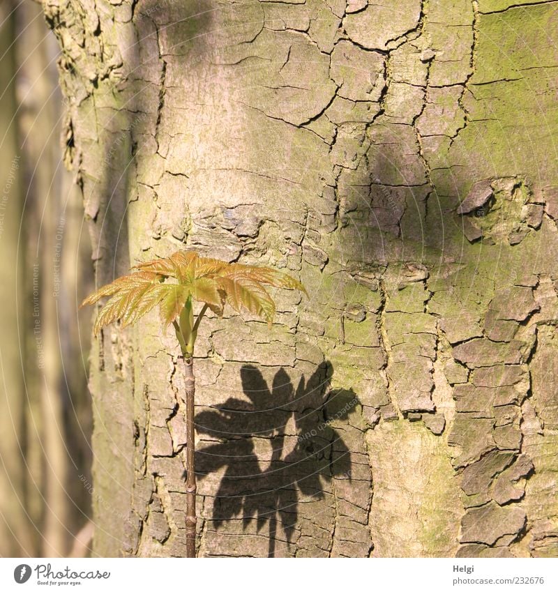 old log with a young shoot and leaves casting a shadow Environment Nature Plant Spring Beautiful weather Tree Leaf Wood Stand Growth Esthetic Fresh Small