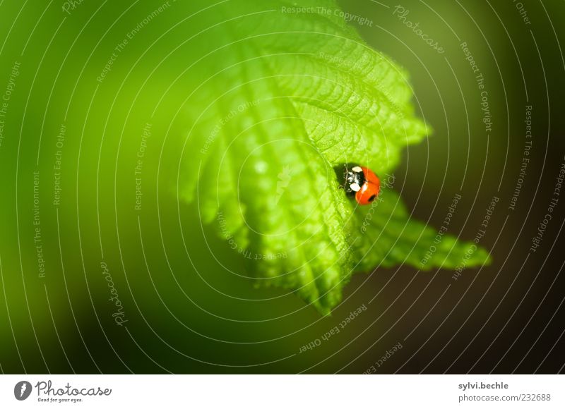 Welcome to spring! Environment Nature Plant Animal Spring Leaf Wild animal Beetle 1 Baby animal Crawl Small Green Red Black Happy Ladybird Insect Colour photo