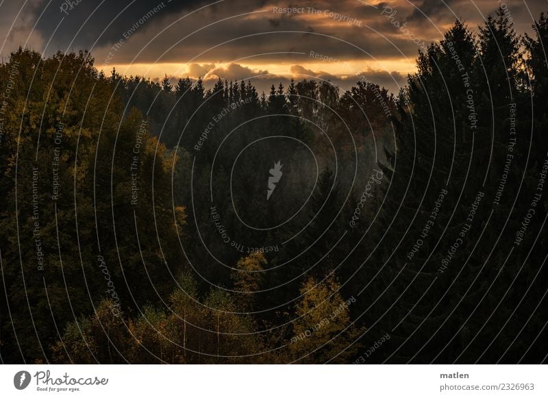 autumn forest Nature Landscape Plant Sky Clouds Sunrise Sunset Autumn Beautiful weather Tree Forest Mountain Brown Yellow Gray Green Orange Fog bank