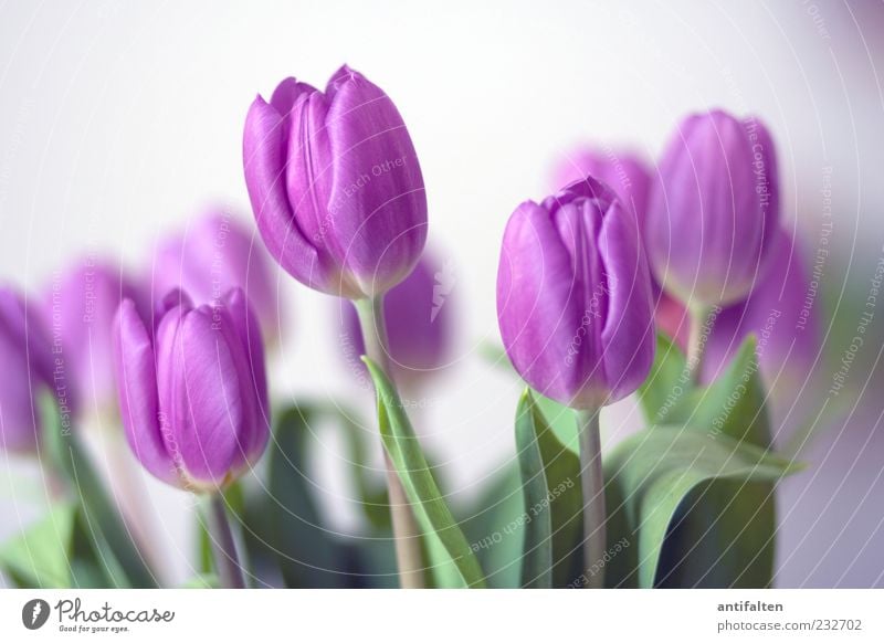 Gentle tulips Plant Flower Tulip Leaf Blossom Esthetic Happiness Fresh Soft Green Violet White Joy Happy Spring fever Bouquet Decoration Stalk Colour photo