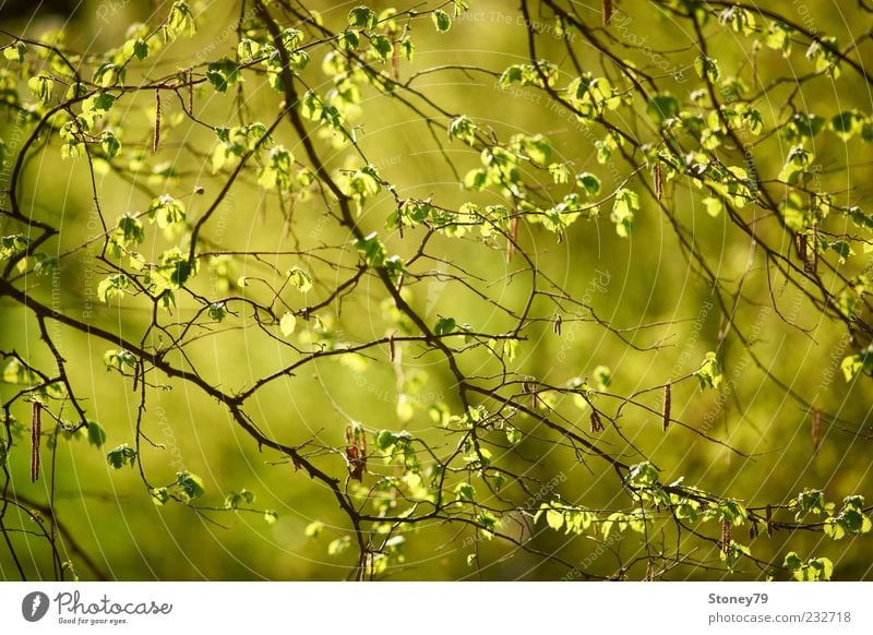 spring foliage Nature Plant Spring Beautiful weather Tree Leaf Illuminate Fresh Green Twig Seasons Deciduous tree Colour photo Exterior shot Detail Deserted