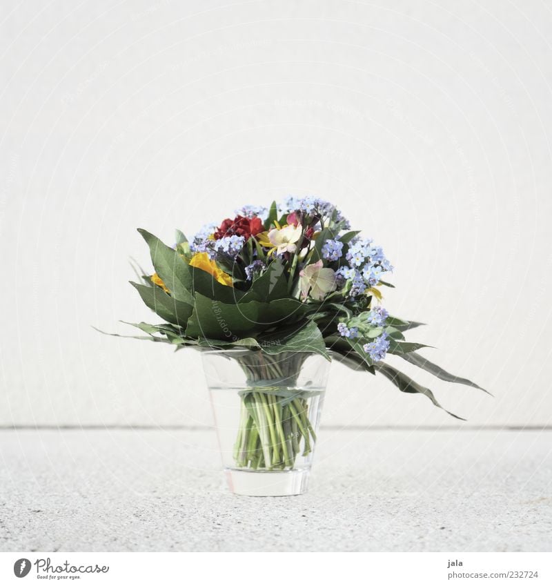 bouquet Plant Flower Bouquet Spring fever Vase Colour photo Exterior shot Deserted Copy Space left Copy Space right Copy Space top Copy Space bottom