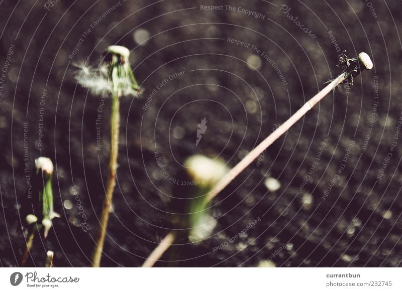 compared to the rejections... Concrete Joie de vivre (Vitality) Ease Dandelion Flower 4 Stalk Blur Colour photo Subdued colour Exterior shot Day