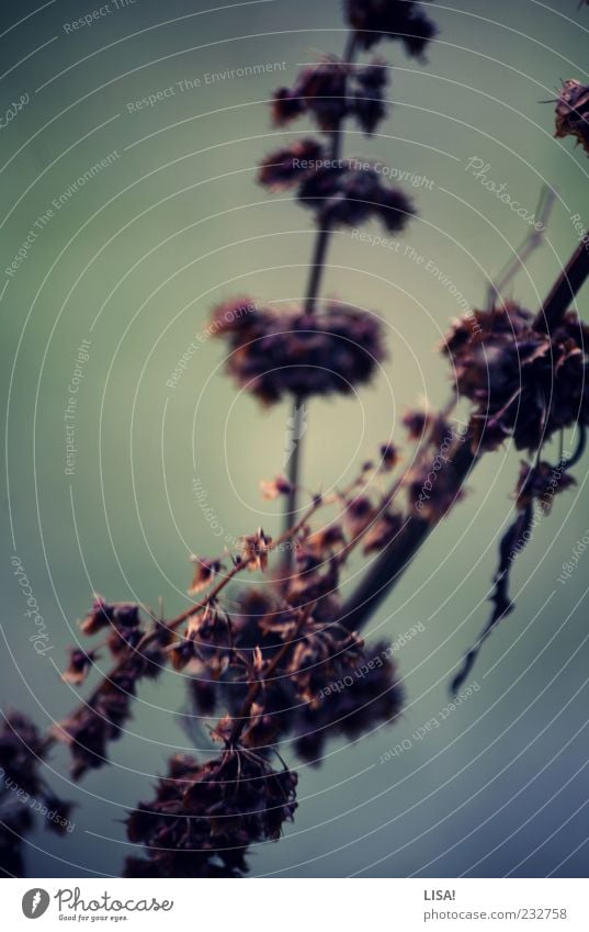 untitled Nature Plant Bushes Wild plant Gloomy Dry Brown Green Shriveled Colour photo Exterior shot Twilight Shallow depth of field Limp Twigs and branches