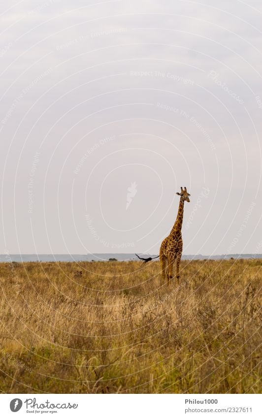 Giraffe isolated in savannah Joy Vacation & Travel Safari Summer Sun Group Environment Nature Landscape Animal Sky Tree Grass Park Stand Tall Long Funny Cute