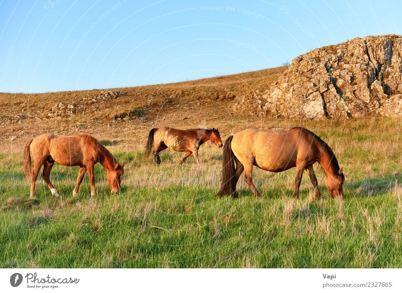 Herd of wild grazing horses on the field Summer Environment Nature Landscape Plant Animal Sky Horizon Sunrise Sunset Sunlight Spring Autumn Beautiful weather