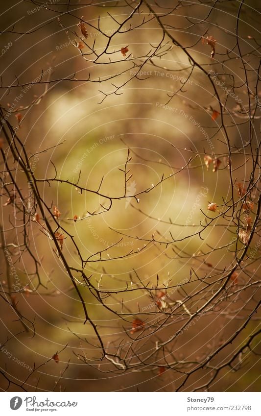 twigs Nature Plant Tree Leaf Brown Calm Longing Twig Vista Frame Delicate Colour photo Subdued colour Exterior shot Detail Deserted Copy Space top