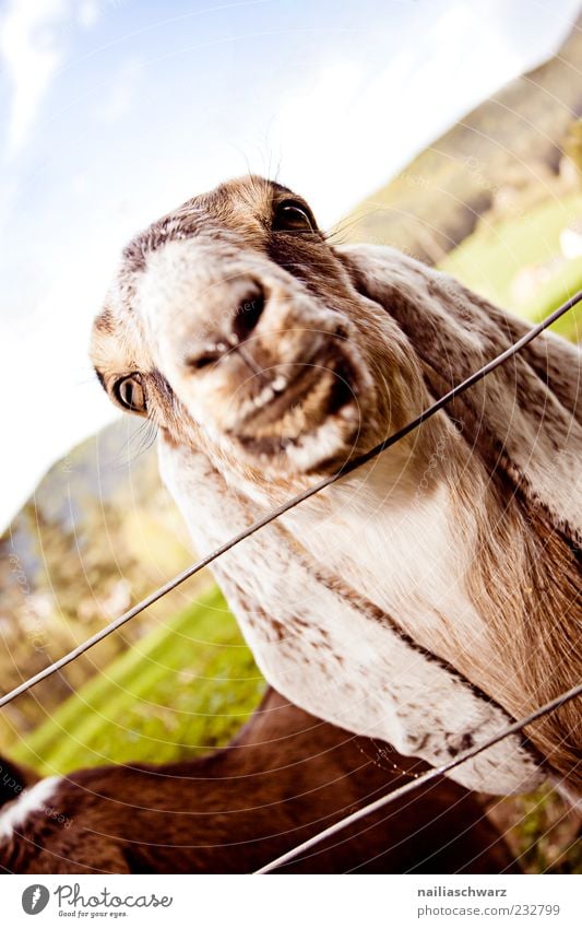 goat's eye Animal Farm animal Animal face Goats 1 2 Baby animal Observe Looking Brown Green Colour photo Multicoloured Exterior shot Close-up Deserted