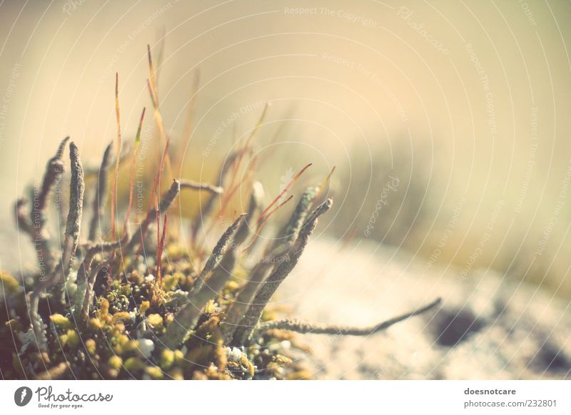 reach for the sunset. Nature Plant Growth Moss Lichen Whimsical Strange Colour photo Subdued colour Close-up Macro (Extreme close-up) Deserted Copy Space right