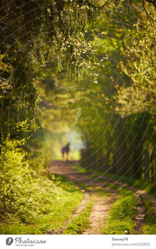 spring walk Nature Landscape Spring Beautiful weather Tree Leaf Forest Lanes & trails Green Calm Footpath To go for a walk Seasons Colour photo Exterior shot