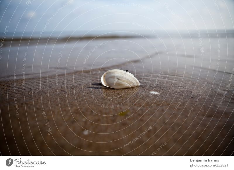 day at the sea #7 Landscape Sand Water Beautiful weather Waves Coast Beach Baltic Sea Ocean Mussel 1 Animal Calm Colour photo Exterior shot Deserted Day