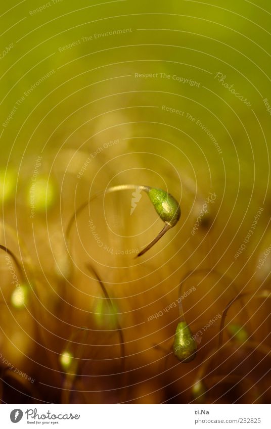 Earth Day Environment Nature Landscape Plant Spring Beautiful weather Moss Meadow Growth Green Exterior shot Macro (Extreme close-up) Deserted Copy Space top