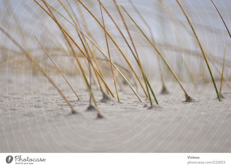 badly shaved!!! Sand Grass North Sea Island Joy Marram grass Dune Beach Beach dune Sandy beach Exterior shot Day Blur Shallow depth of field Copy Space bottom