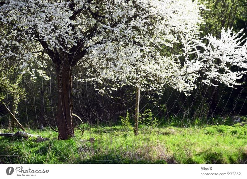 flowerage Nature Plant Spring Beautiful weather Tree Grass Leaf Blossom Meadow Blossoming Fragrance White Cherry tree Apple tree Spring day Splendid