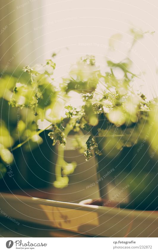 Beautiful Sunday Plant Sunlight Spring Summer Beautiful weather Agricultural crop Colour photo Morning Dawn Day Back-light Shallow depth of field Flowerpot