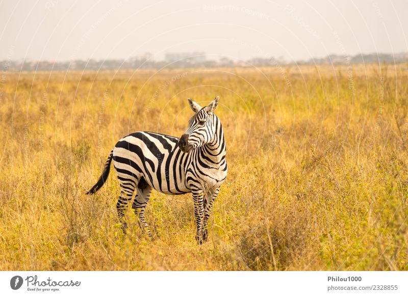 Isolated zebra in the savannah Skin Vacation & Travel Adventure Safari Group Environment Nature Landscape Animal Sky Grass Park Street Horse Stripe Natural Wild