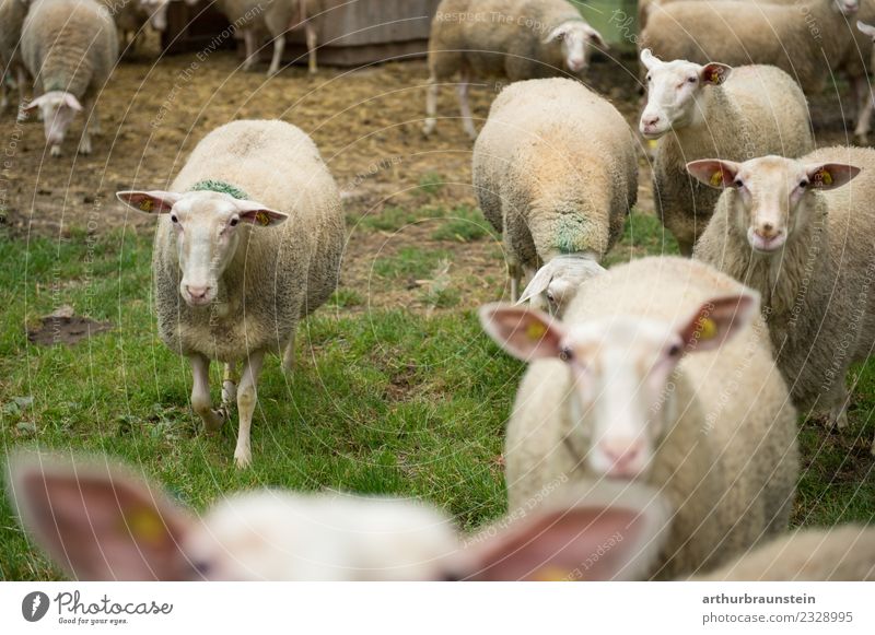 Sheep in the herd on the meadow in front of the stable Food Meat Lamb Blue-headed wagtail Feta cheese Nutrition Organic produce Healthy Eating Farmer