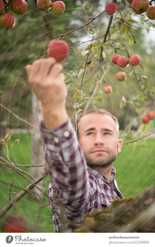 Young orchardist picks apples at the harvest Food Fruit Apple Nutrition Organic produce Healthy Eating Profession Farmer Fruit trees Fuit growing Fruit garden