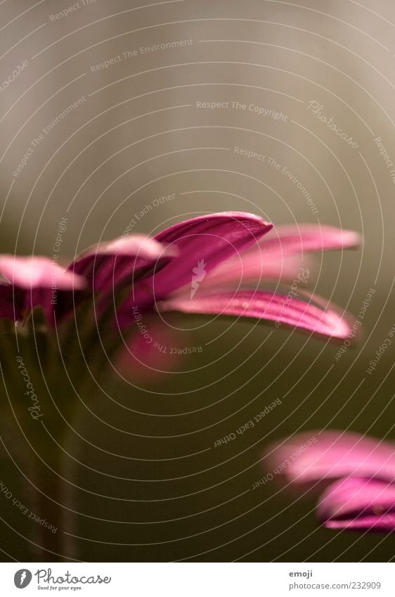 Spring fever I Nature Plant Flower Beautiful Pink Blossom leave Delicate Smooth Colour photo Multicoloured Exterior shot Copy Space top Shallow depth of field