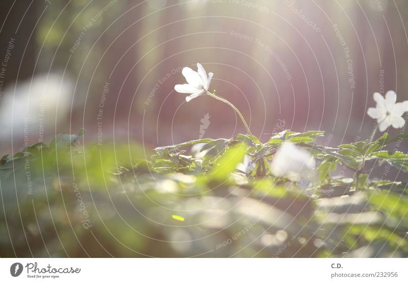 wood anemone Nature Plant Earth Flower Grass Leaf Blossom Wild plant Meadow Dream Growth Esthetic Fragrance Beautiful Warmth Brown Yellow Green White Happiness