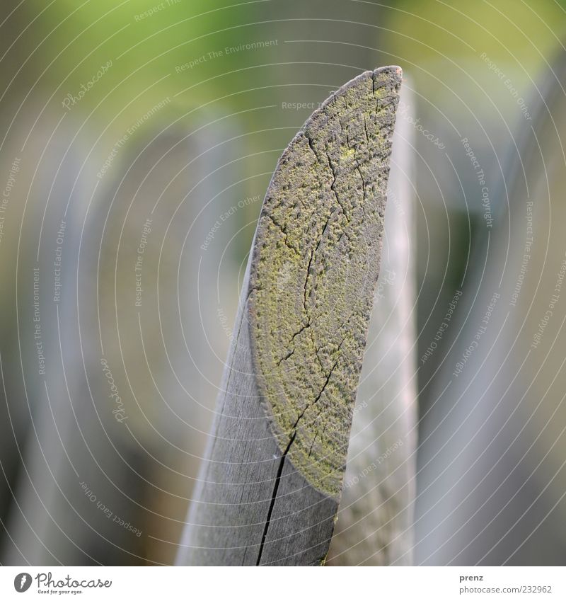 fence Wood Gray Green Fence Wooden board Close-up Wood grain Boundary Wood fiber Colour photo Exterior shot Deserted Day Sunlight Shallow depth of field Detail