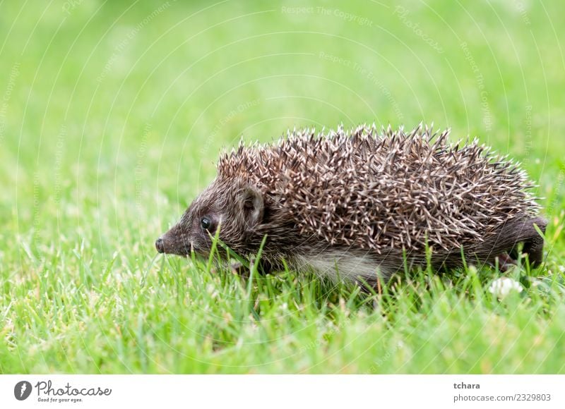 Small grey hedgehog Summer Garden Nature Animal Autumn Grass Moss Leaf Forest Natural Cute Thorny Wild Brown Gray Green Protection Hedgehog European wildlife