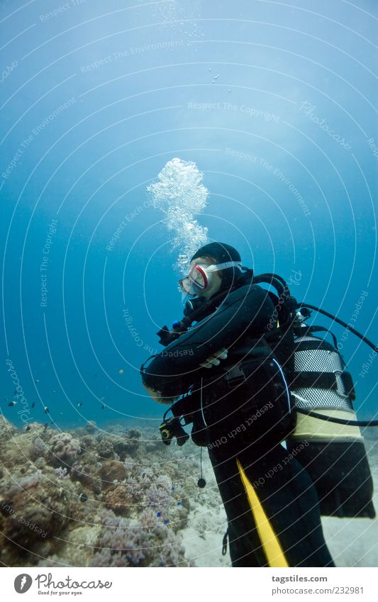 KINGDOM Dive Underwater photo Ocean Diver Self-confident Reef Vacation & Travel Relaxation Copy Space top Leisure and hobbies Freedom Discover Bottom of the sea