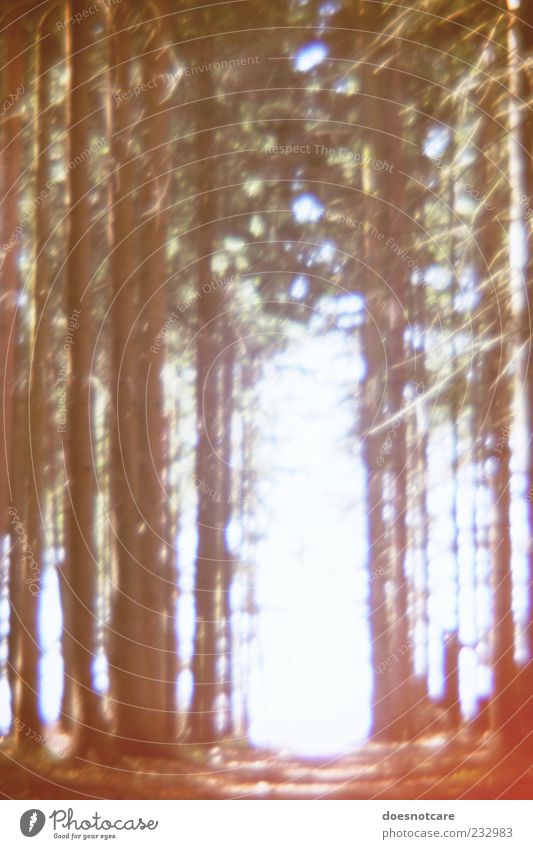 Light coniferous forest Nature Plant Forest tree Coniferous forest Mysterious Blur Footpath Lanes & trails Sparse Colour photo Exterior shot Lomography Deserted