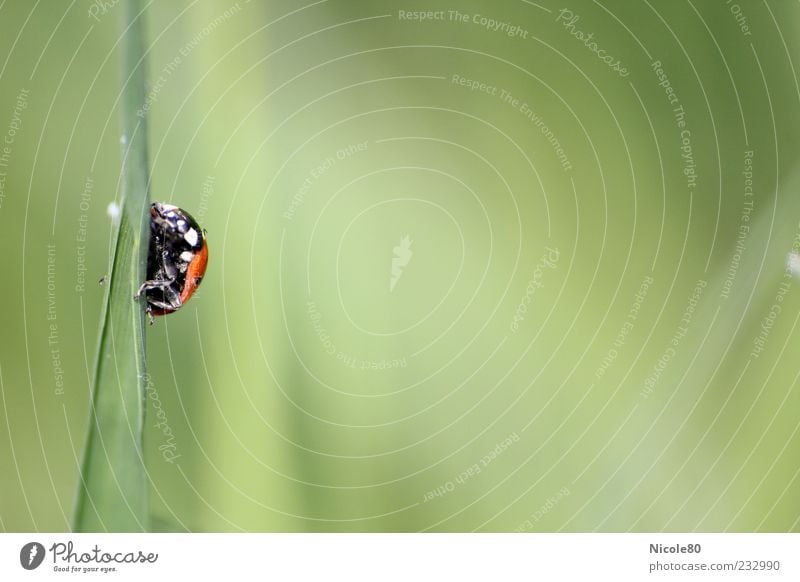 climbing tour Environment Nature Grass Meadow Animal Wild animal Beetle Ladybird 1 Crawl Small Green Red Colour photo Exterior shot Macro (Extreme close-up)